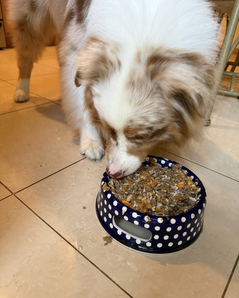 Kai's home-cooked meal: lean ground beef, sweet potato, rice, and Orijen Six Fish kibble