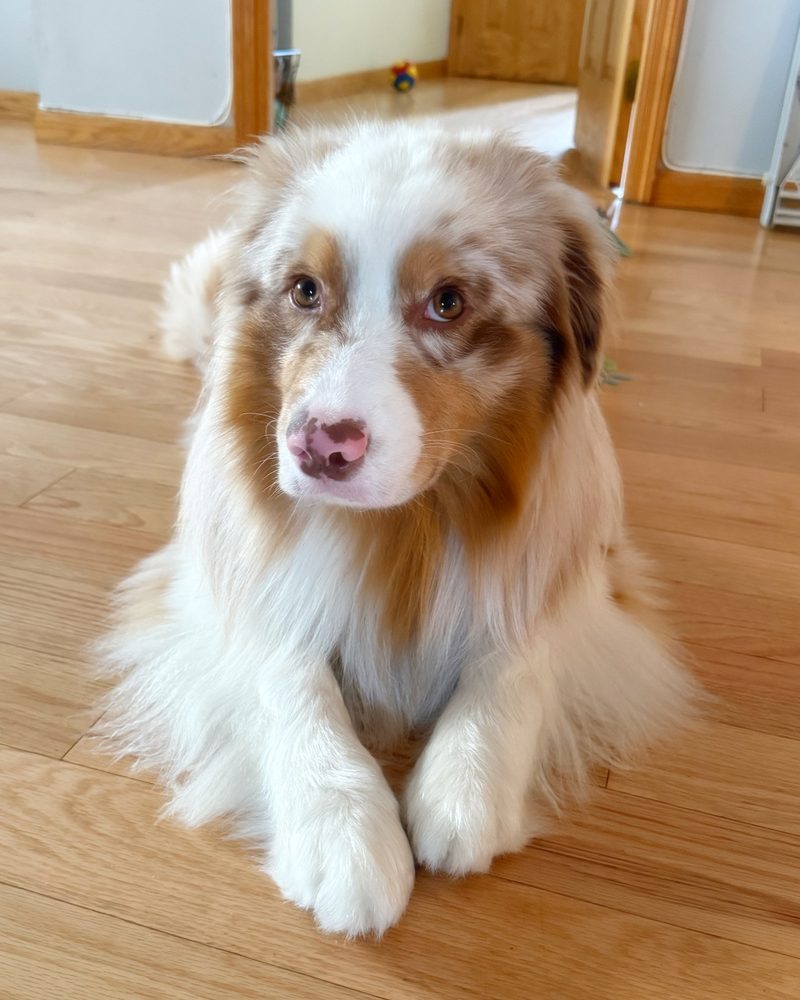 Kai, a red merle Australian Shepherd, sitting outdoors and looking at the camera