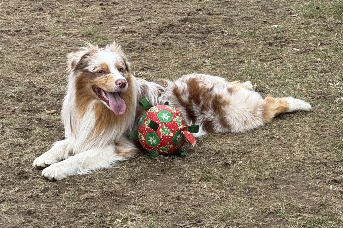 Kai, a red merle Australian Shepherd, in a testing-log photo