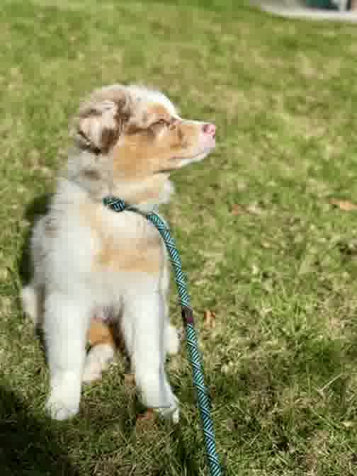 Kai, a red merle Australian Shepherd, sitting in the grass on a teal leash