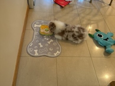 Kai as a puppy licking our orange and green square lick mat on a bone-shaped placemat, with a blue plush toy nearby