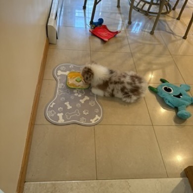 Kai as a puppy licking his Avont square lick mat on a bone-shaped placemat