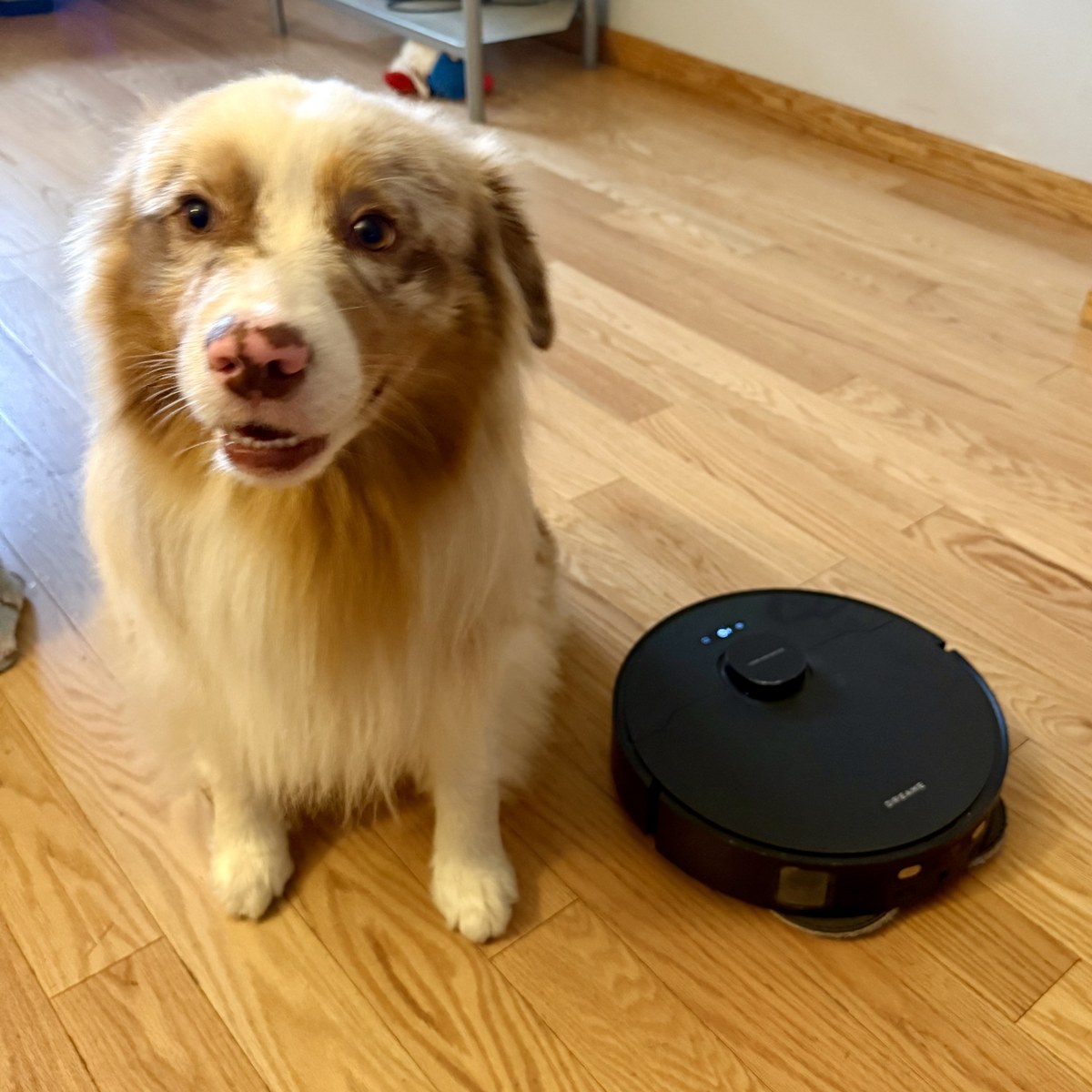 Kai, a red merle Australian Shepherd, sitting next to a black Dreame L40 Ultra Gen 2 robot vacuum