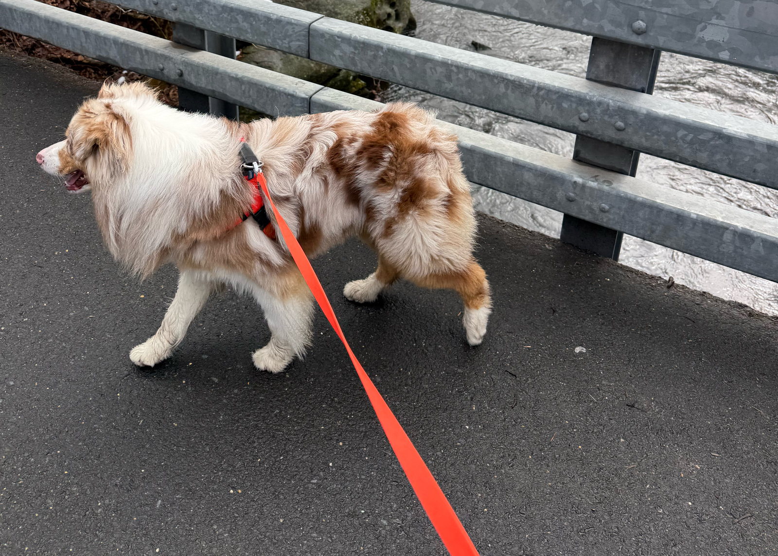 Kai wearing his 2 Hounds Freedom harness on a bridge — red harness, back-clip visible