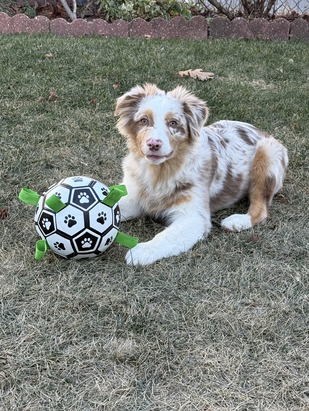 Kai with the QDAN herding ball — green grab tabs