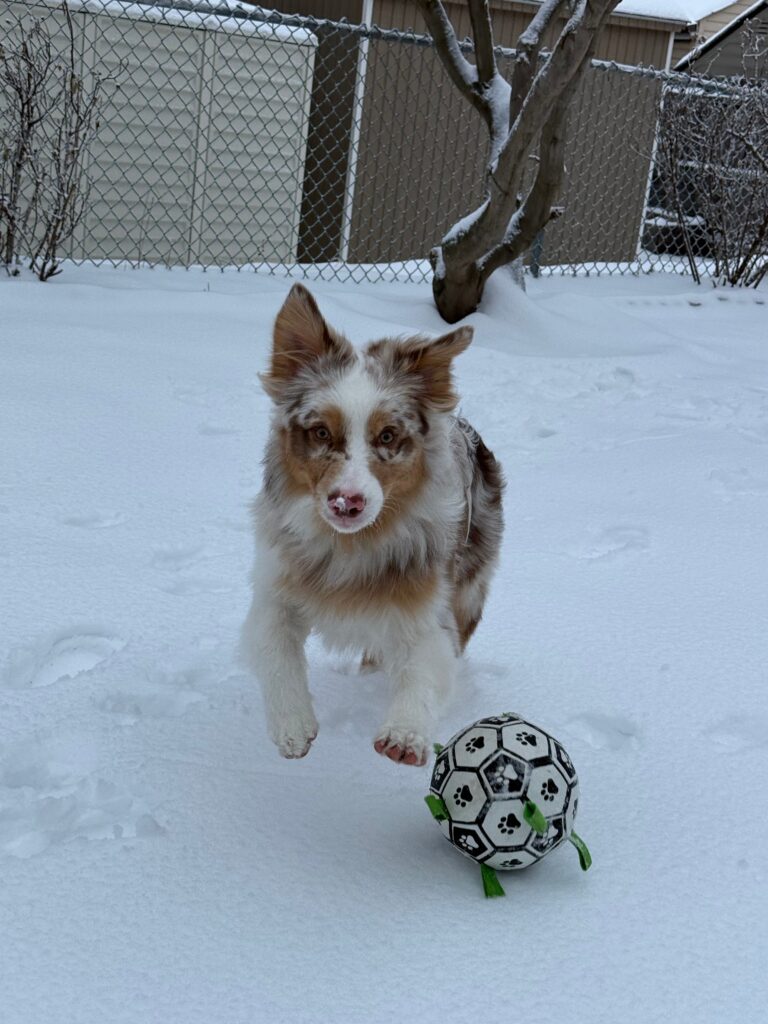 Kai, a red merle Australian Shepherd, running through snow toward a black and white tabbed soccer ball