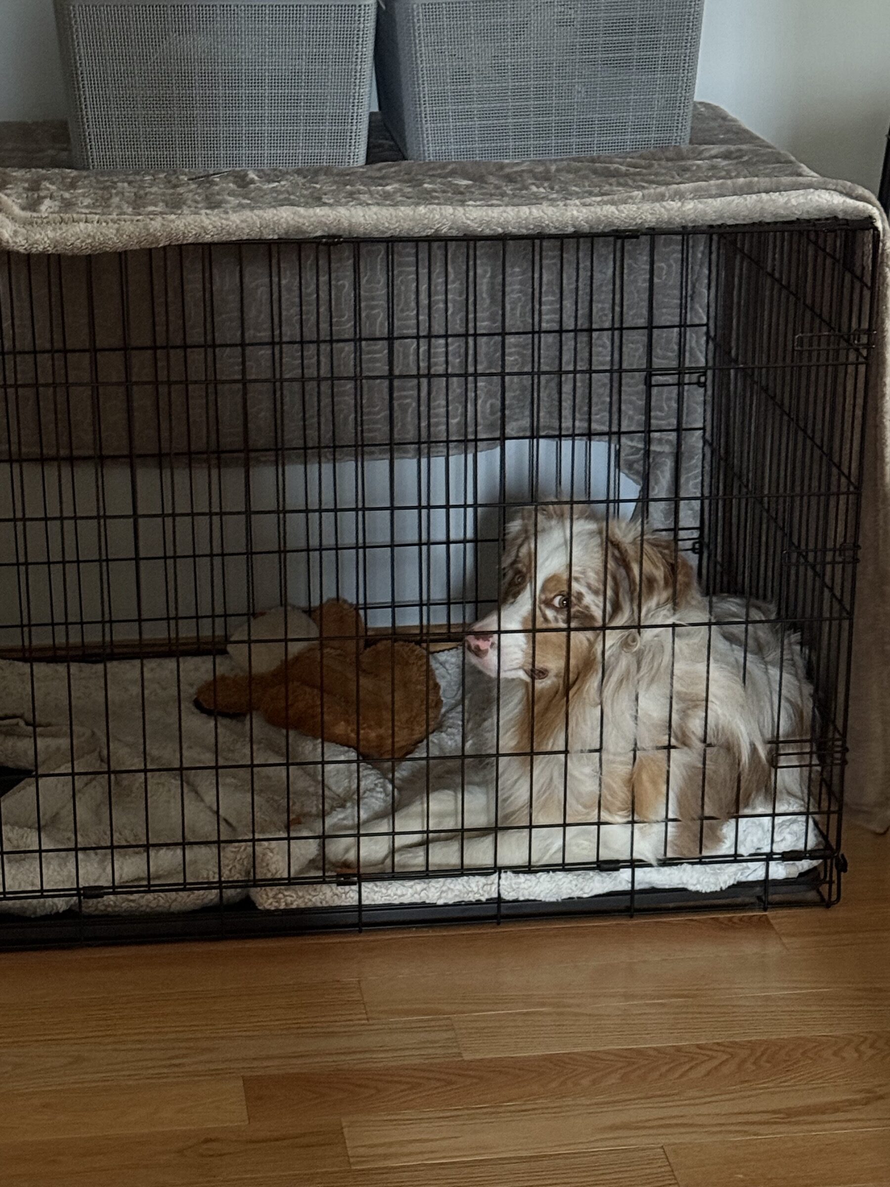 Kai in the crate with the beige SmartPetLove Snuggle Puppy