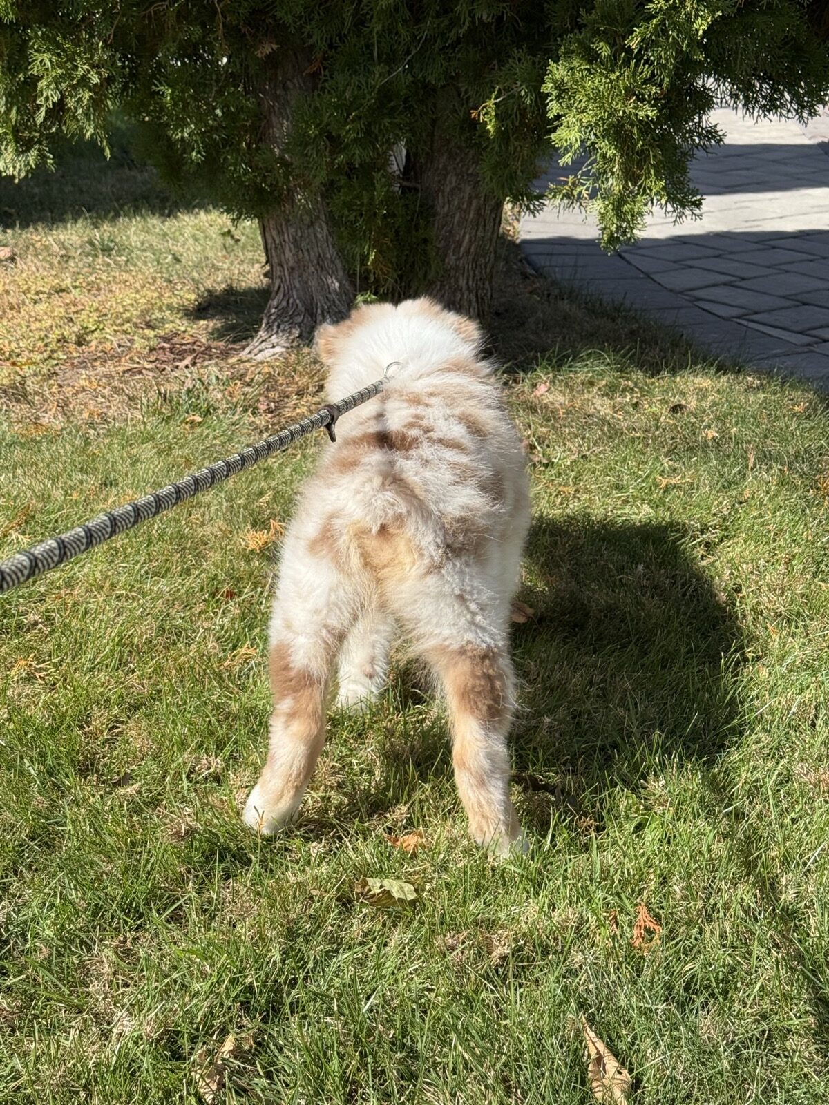 Kai puppy-era on Fida slip lead — not Freedom harness