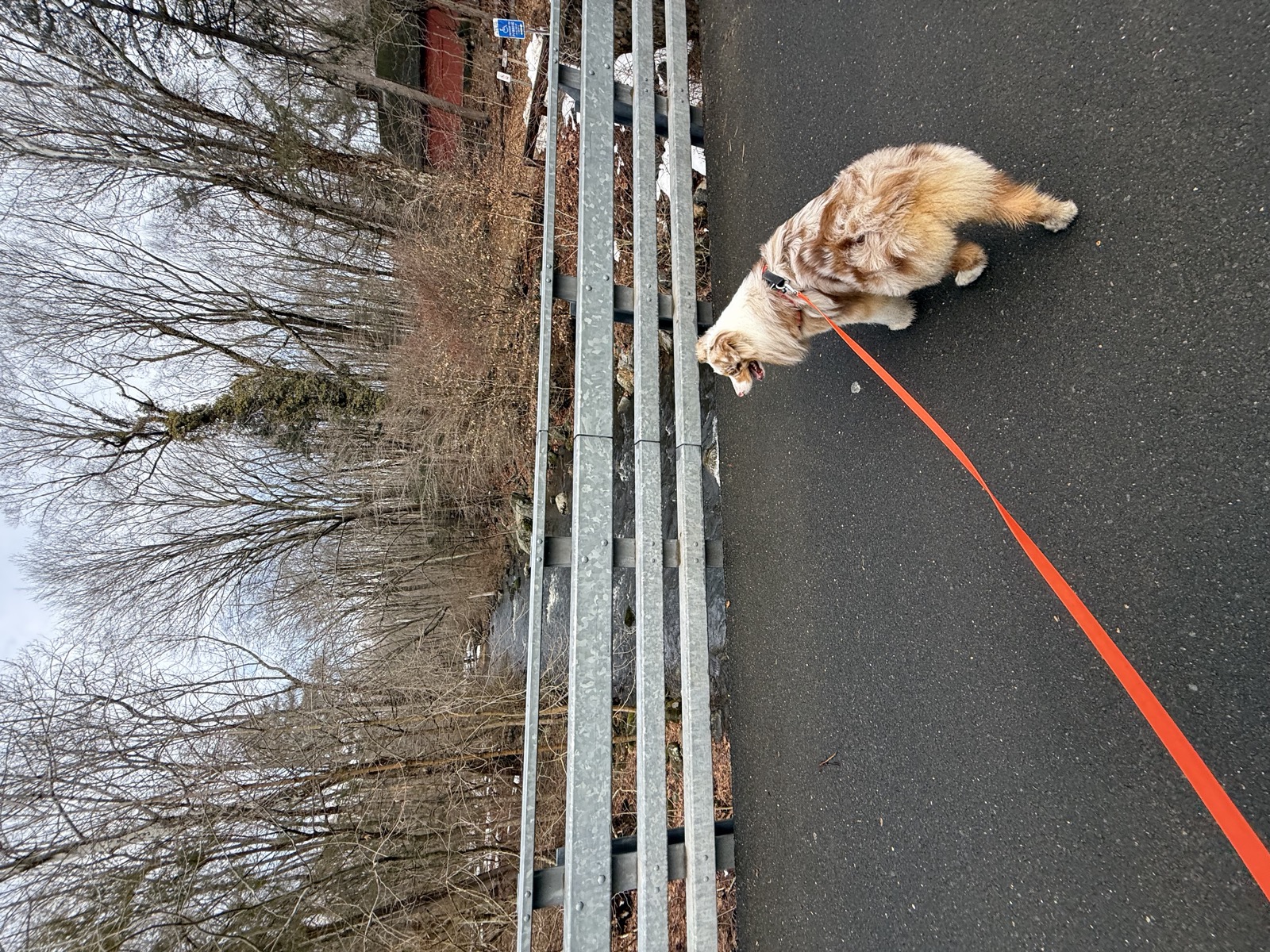 Kai on a walk in his 2 Hounds Freedom no-pull harness