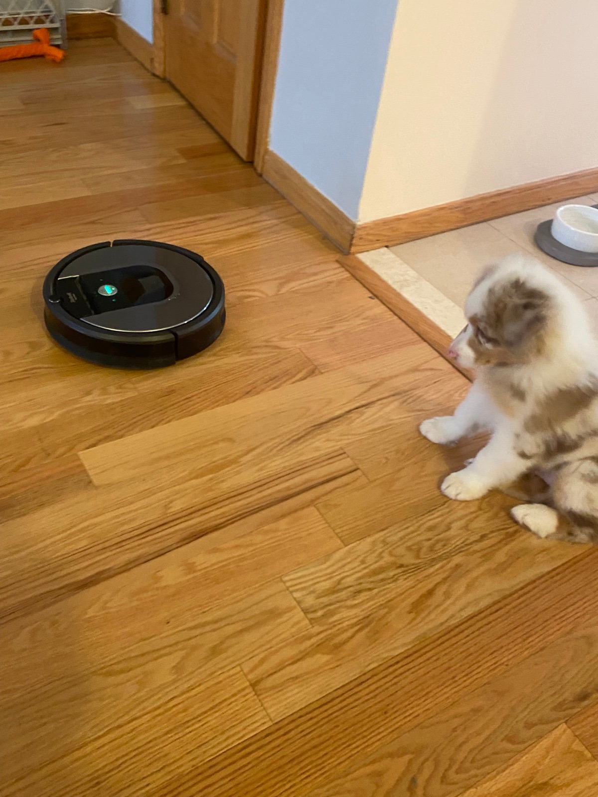 Kai, our red merle Australian Shepherd, with our old Roomba on the wood floor