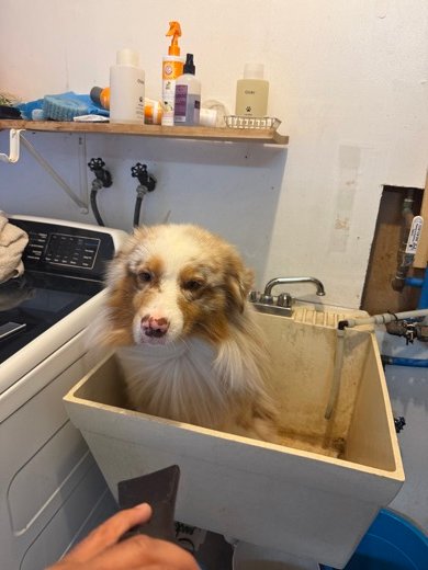 Kai in our laundry sink at bath time, with OUAI Fur Bébé bottles on the shelf