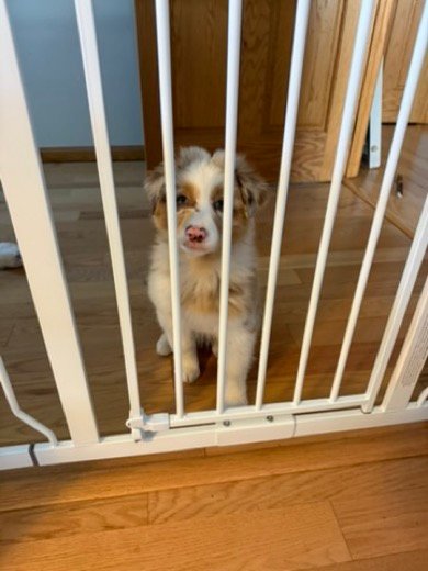 Kai as a puppy sitting behind our white Regalo walk-thru gate