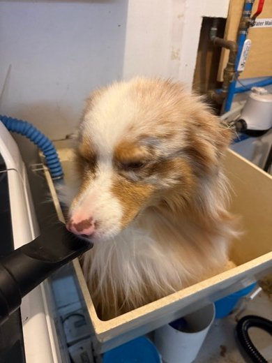 Kai getting dried with the Shernbao force dryer nozzle after a bath