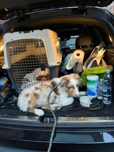 Kai as a puppy lying in the car cargo area next to our cream and gray SportPet travel kennel