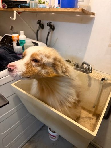 Kai in our laundry sink at bath time, with a TropiClean Thick Double Coat bottle on the washer