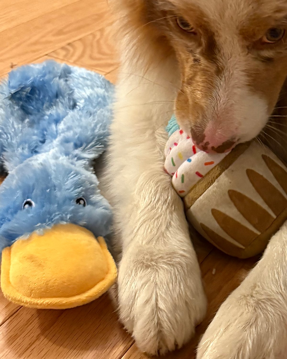 Kai with his paws on his blue crinkle duck toy