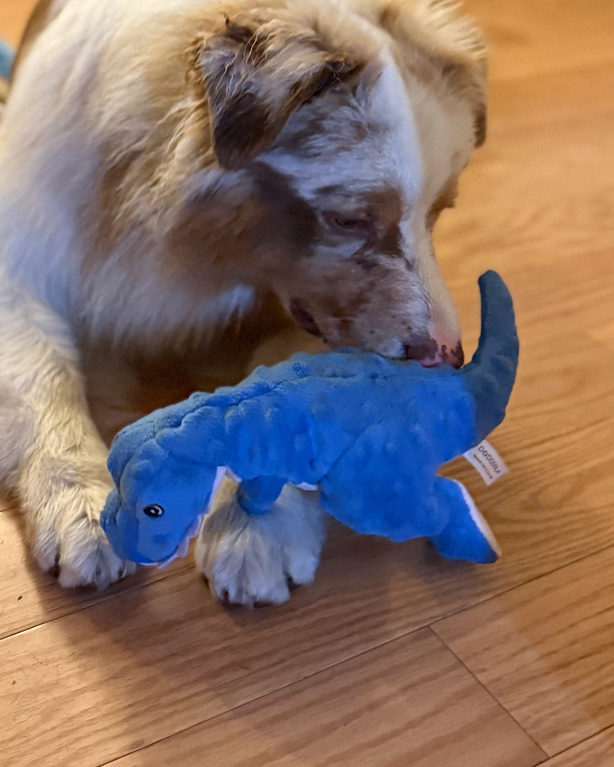 Kai lying on the floor with his blue DODODOLA dino plush toy