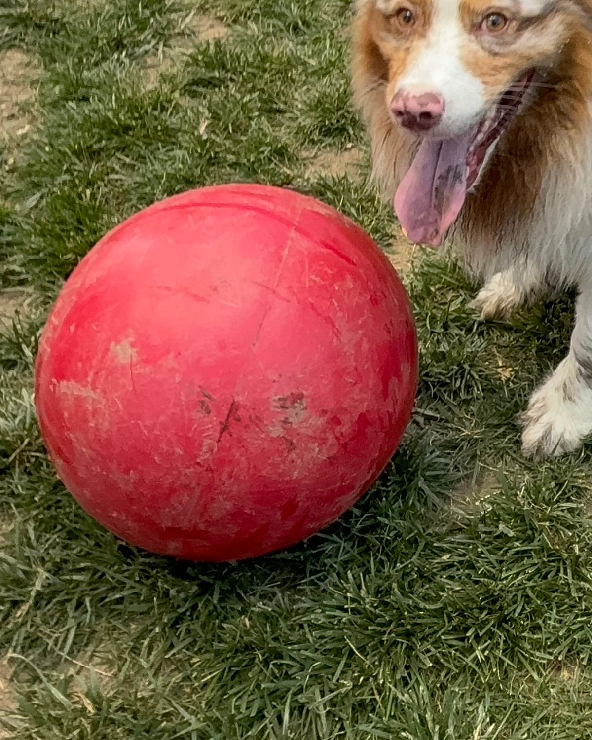 Kai on the grass next to his red Jolly Pets Push-n-Play ball