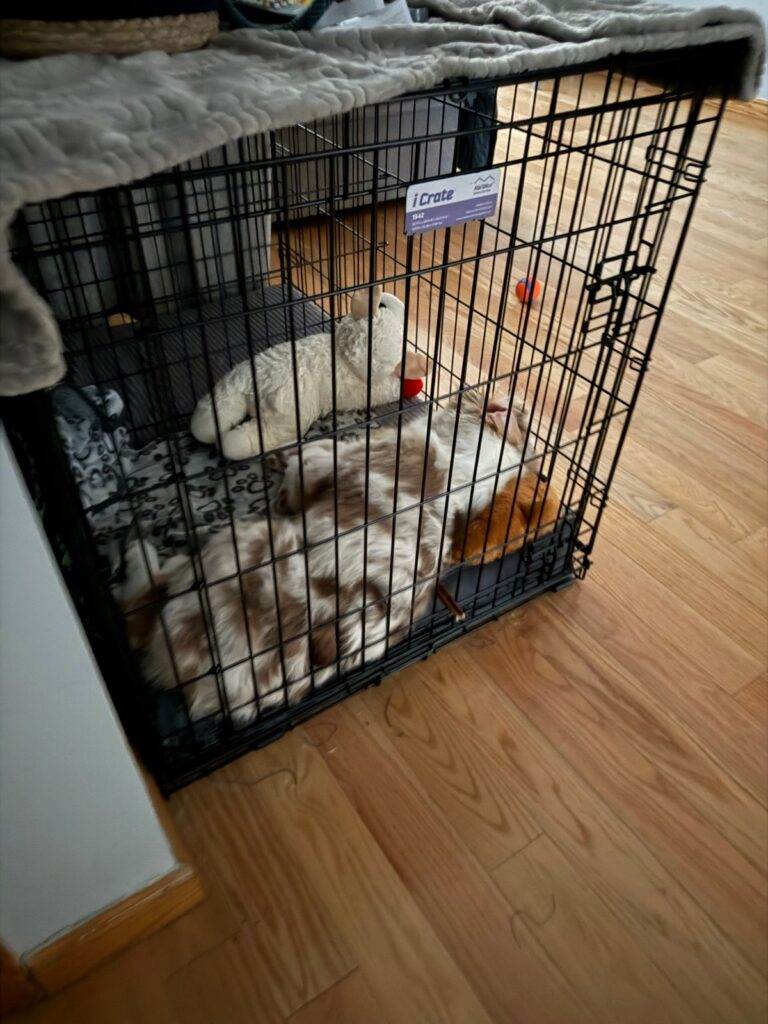 Kai asleep in his MidWest iCrate