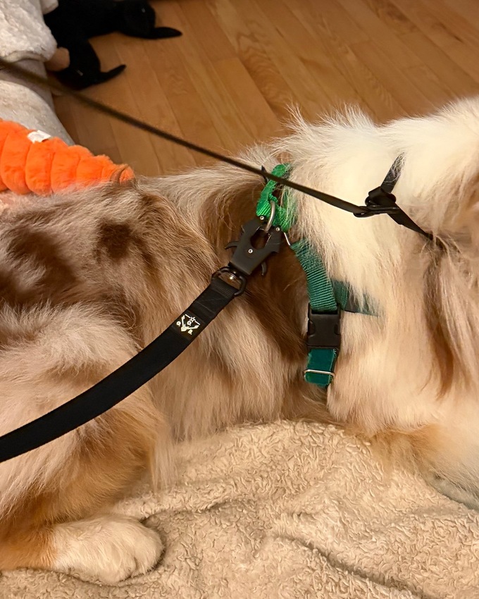 Kai on the black OGB frog clip leash clipped to his harness