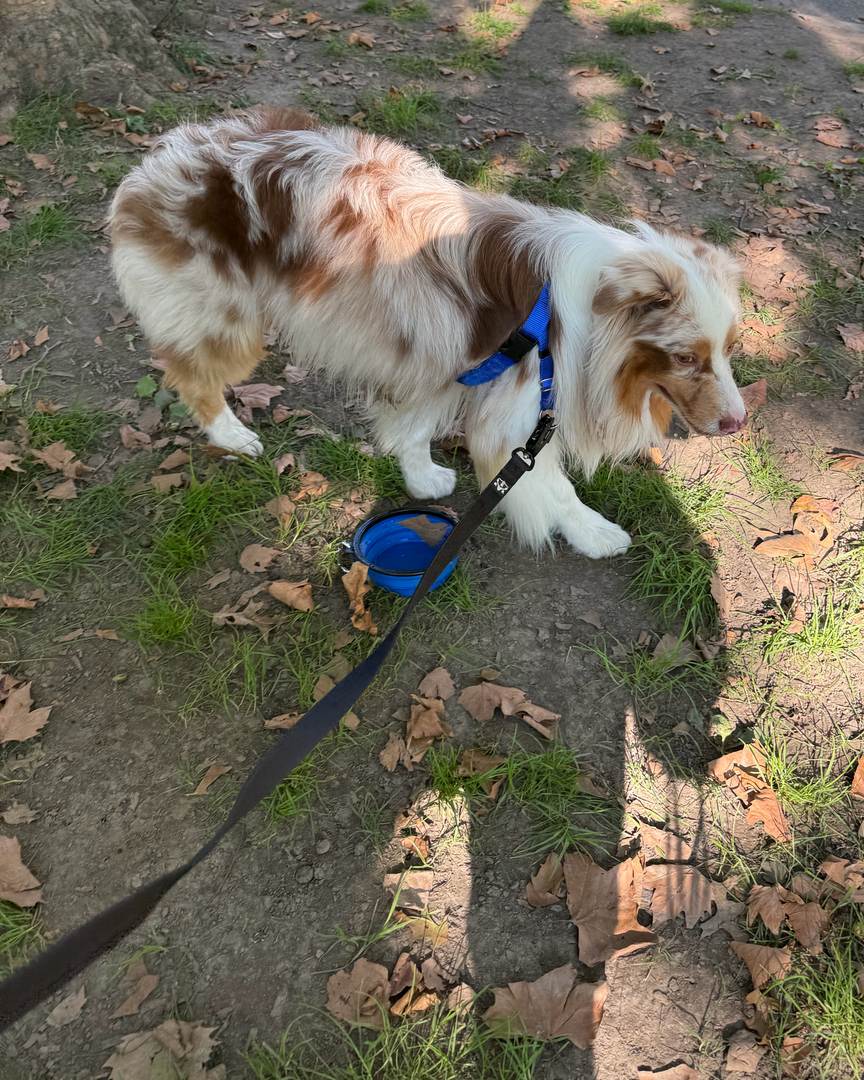 Kai, a red merle Australian Shepherd, on his black OGB frog clip leash at the park