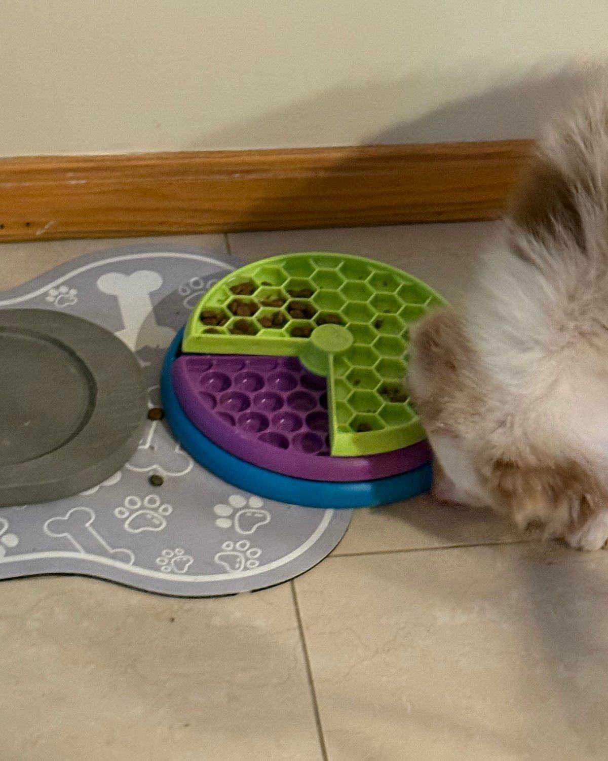Kai sniffing the Outward Hound Lickin Layers puzzle bowl on the kitchen floor