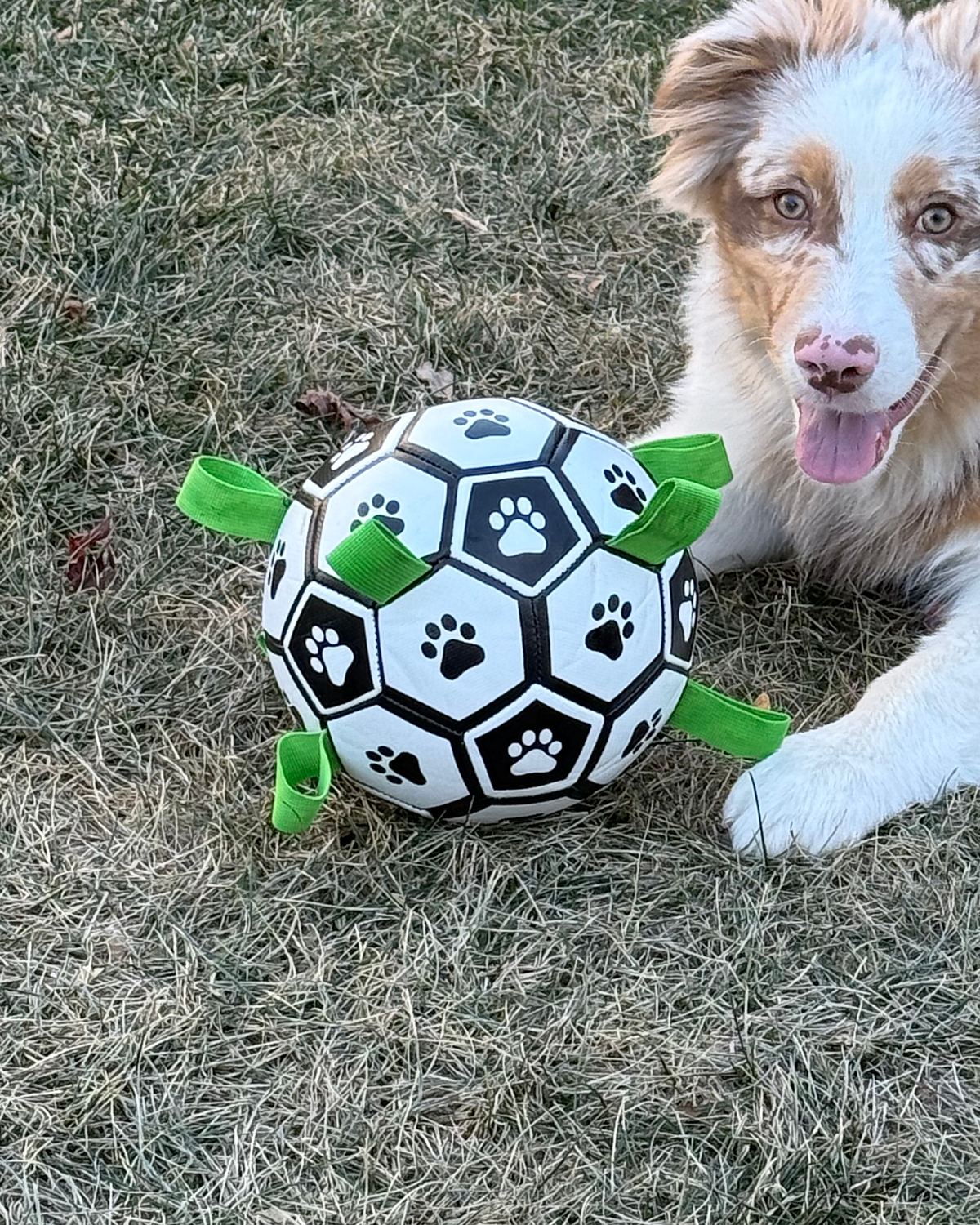 Kai in the yard with the QDAN herding soccer ball